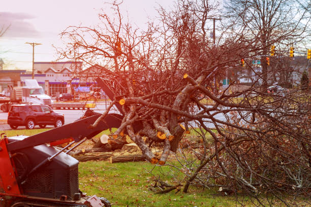 Best Tree Trimming and Pruning  in St Clair, PA