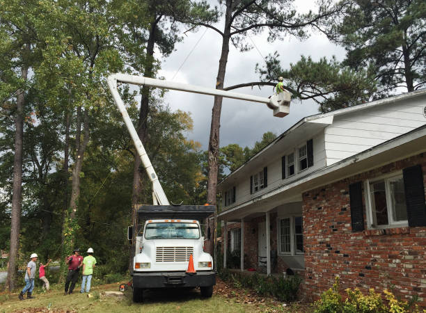 Best Tree Risk Assessment  in St Clair, PA