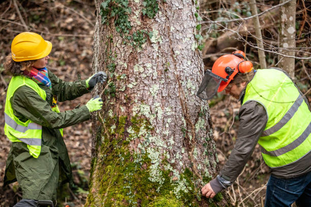 Trusted St Clair, PA Tree Care Experts