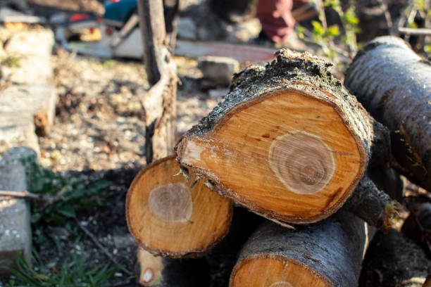 How Our Tree Care Process Works  in  St Clair, PA