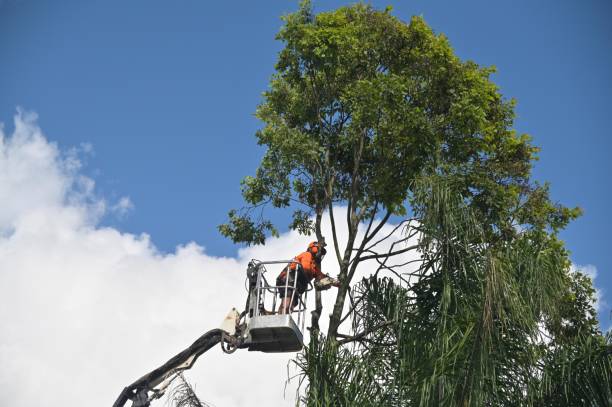 Leaf Removal in St Clair, PA