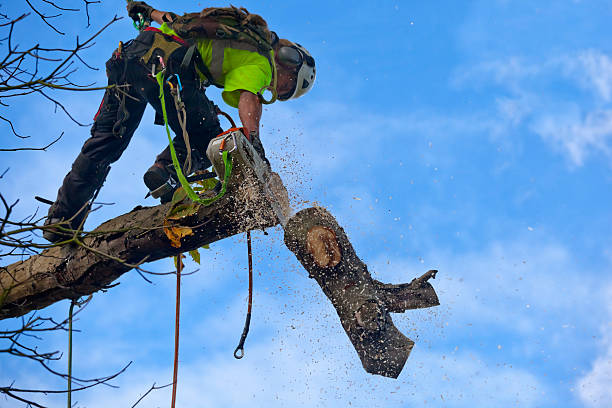 Best Tree Disease Treatment  in St Clair, PA